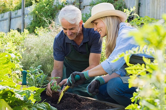 An elderly couple outside in a garden planting vegetables. 